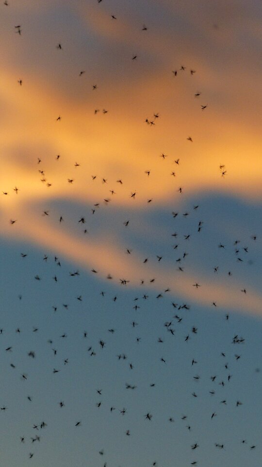 Fliegenschwarm backlighting insect