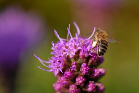 Flower violet bee close up
