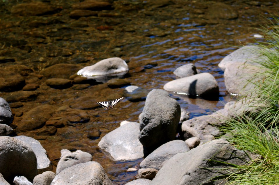 Pale swallowtail butterfly flying over a creek