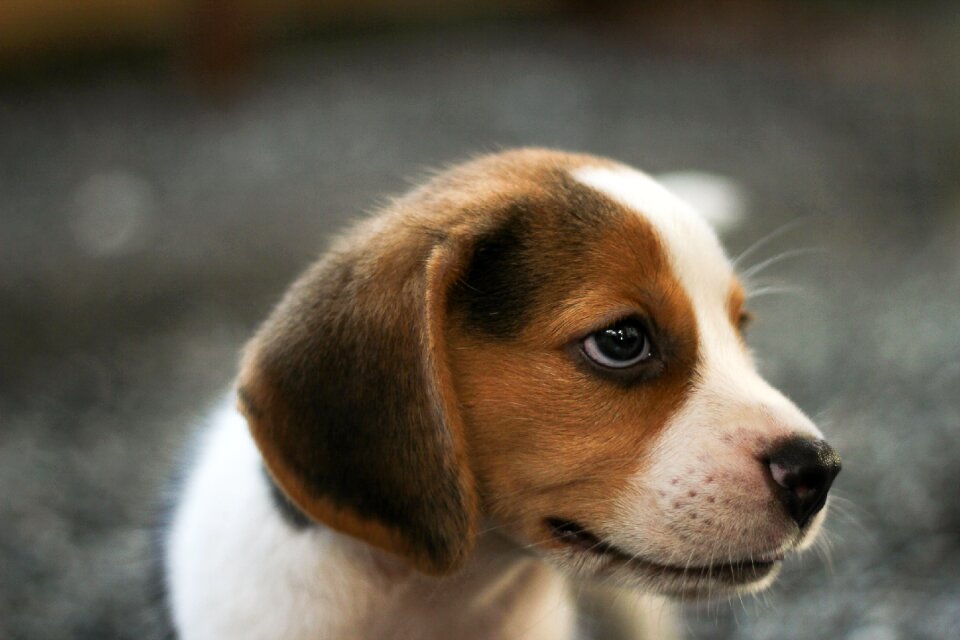 Little puppy 35 days