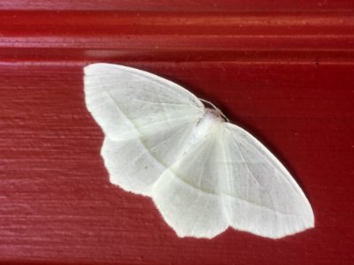 Pale Beauty Boone NC
