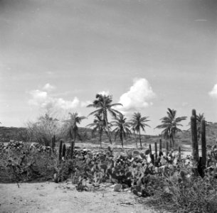 Palbomen en cactussen op Aruba, Bestanddeelnr 252-1678