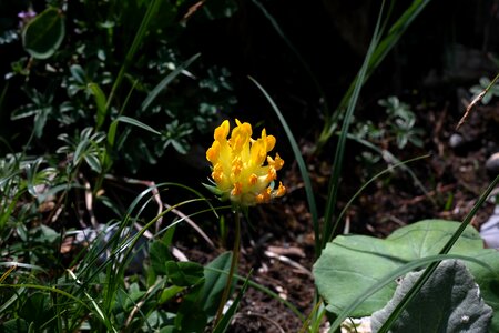 Flower yellow common kidney vetch