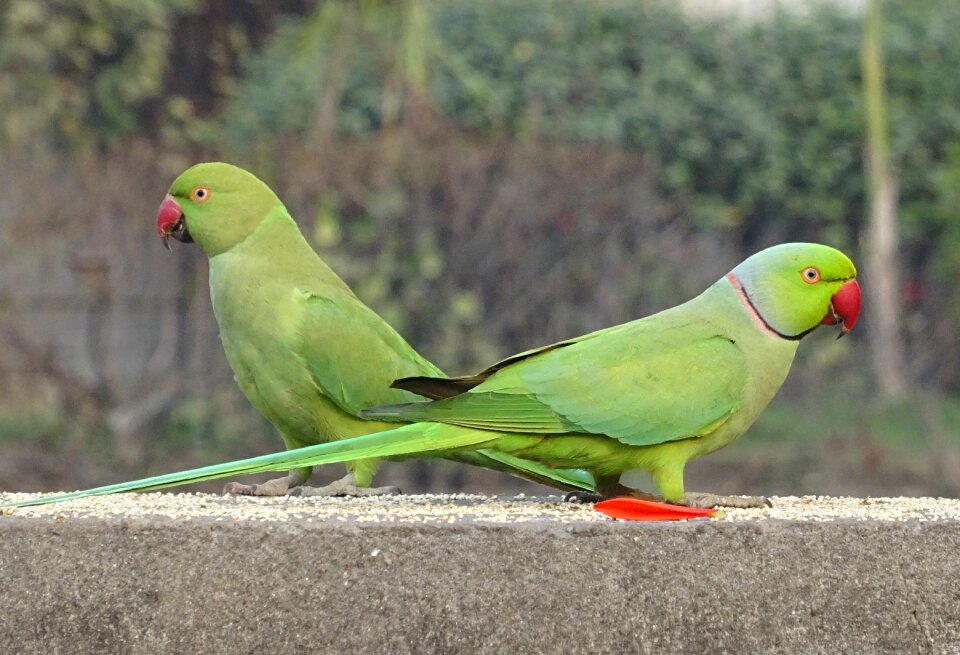 Tropical parrot fauna