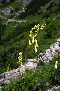 Plant yellow alpine plant photo