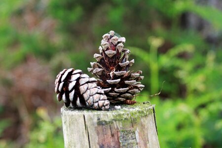 Pine cones plant stump photo