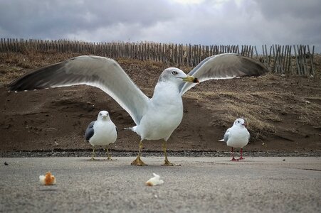 Seabird wild birds wild animal