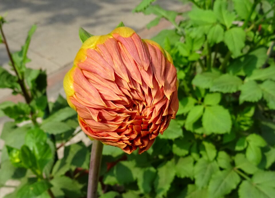 Decorative dahlia asteraceae delhi