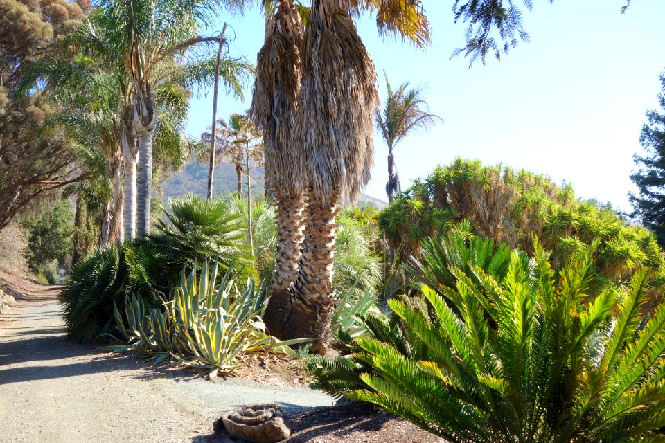 Palm walkway - Leaning Pine Arboretum - DSC05520