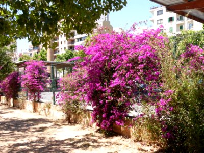 PALMA de MALLORCA, AB-018