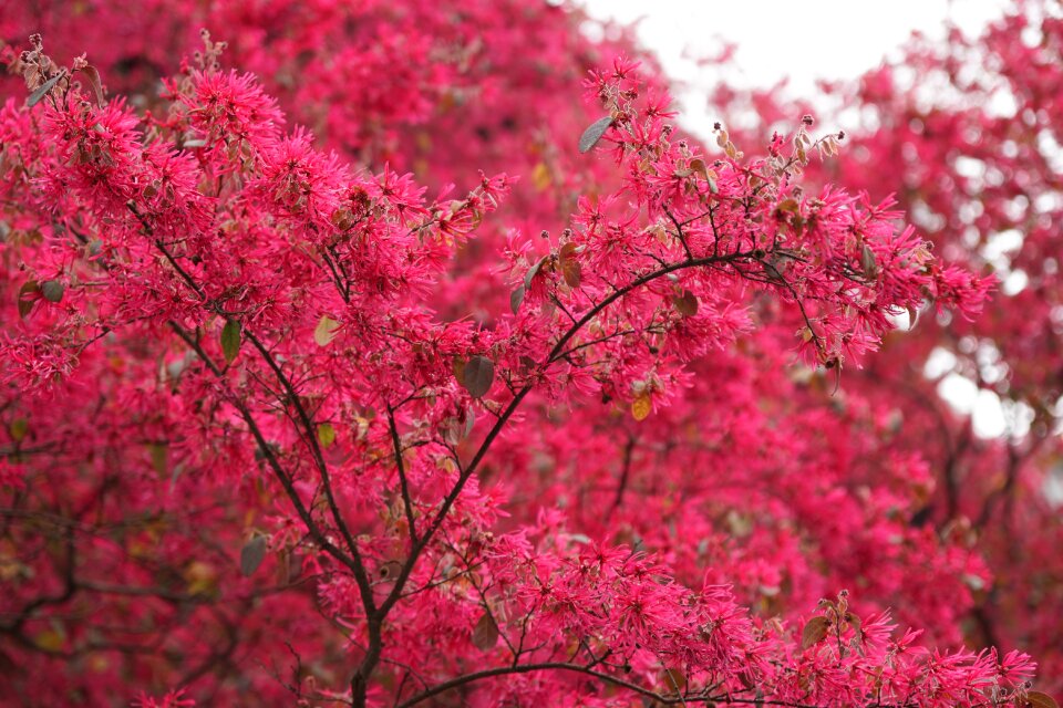Red flower brilliant