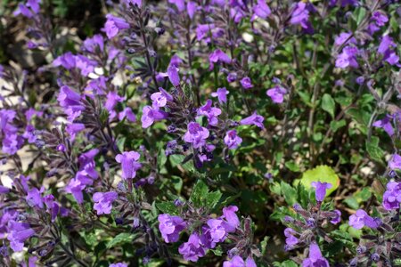 Bloom violet alpine plant