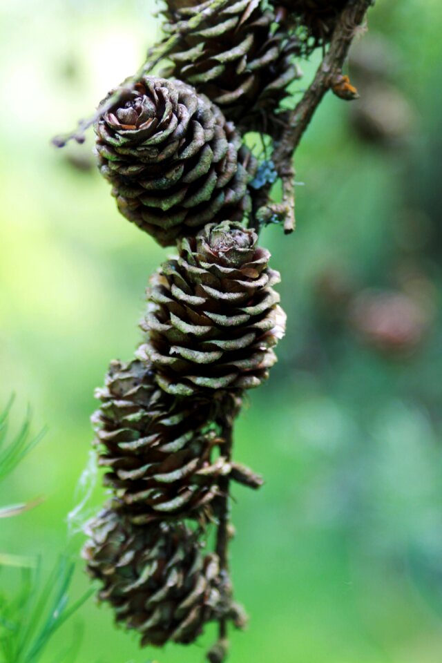 Pine cones pines tree