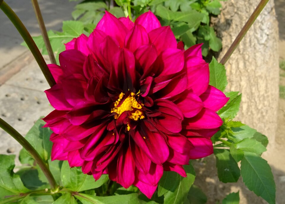 Asteraceae delhi india