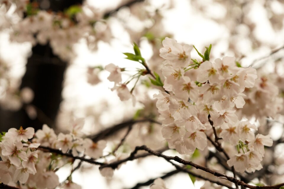 Cherry blossom wuhan flower