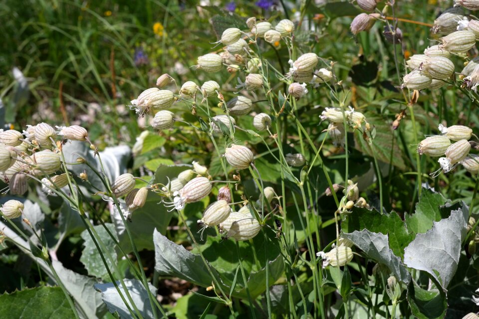 Bloom white silene vulgaris