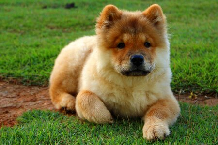 Looking pet dog breed