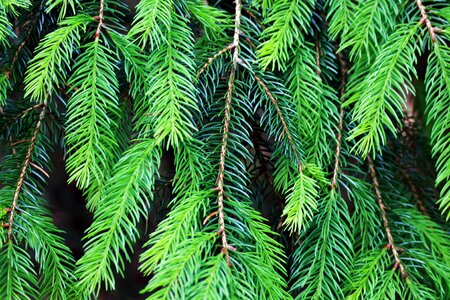 Green nature pine photo