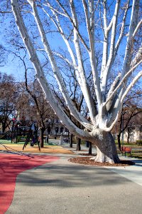 Plane tree in a park in Szeged photo