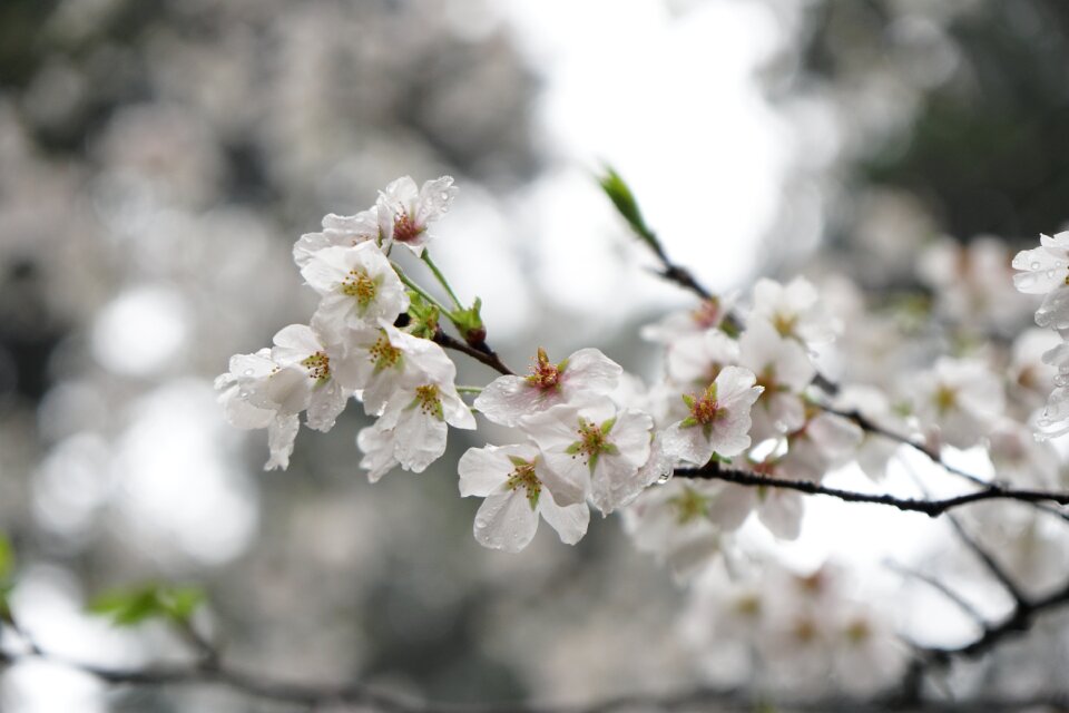 Wuhan cherry blossom flower