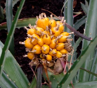 Plante serre de Kew Gardens 3