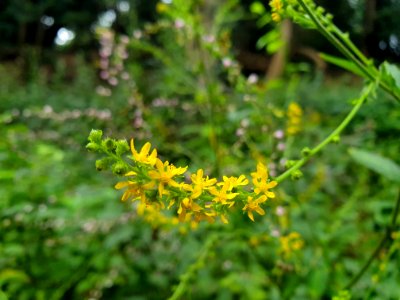 Plant in the forest at Institute for Nature Study 8