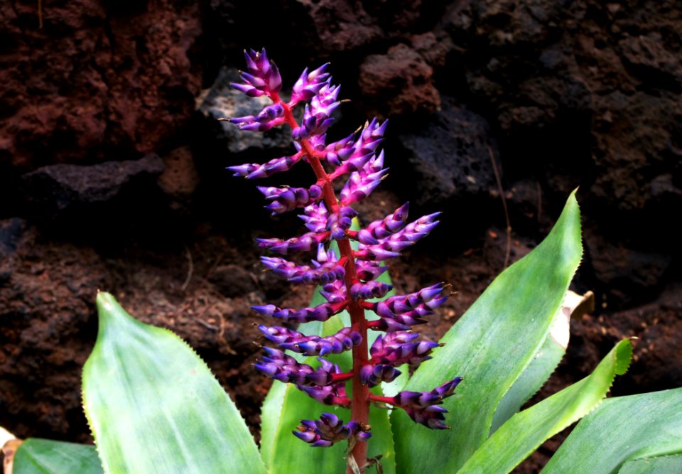 Plante grasse Oasis Park
