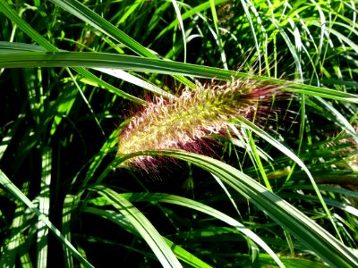 Plant in 14th park