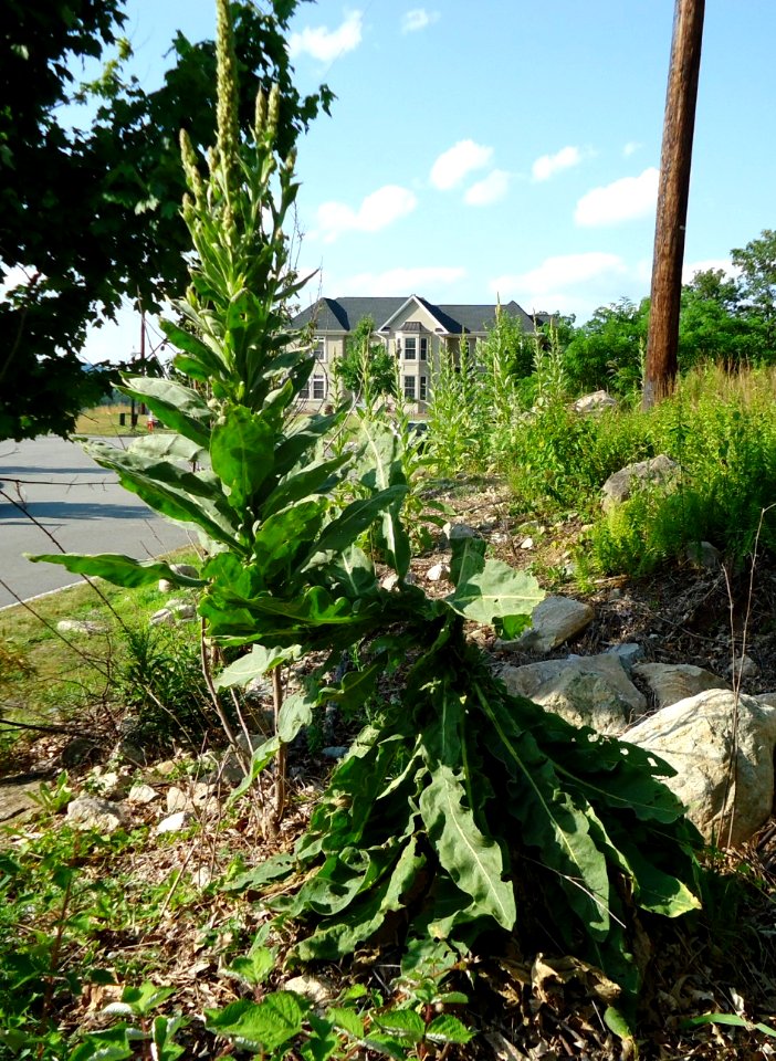Plant growing at right angles