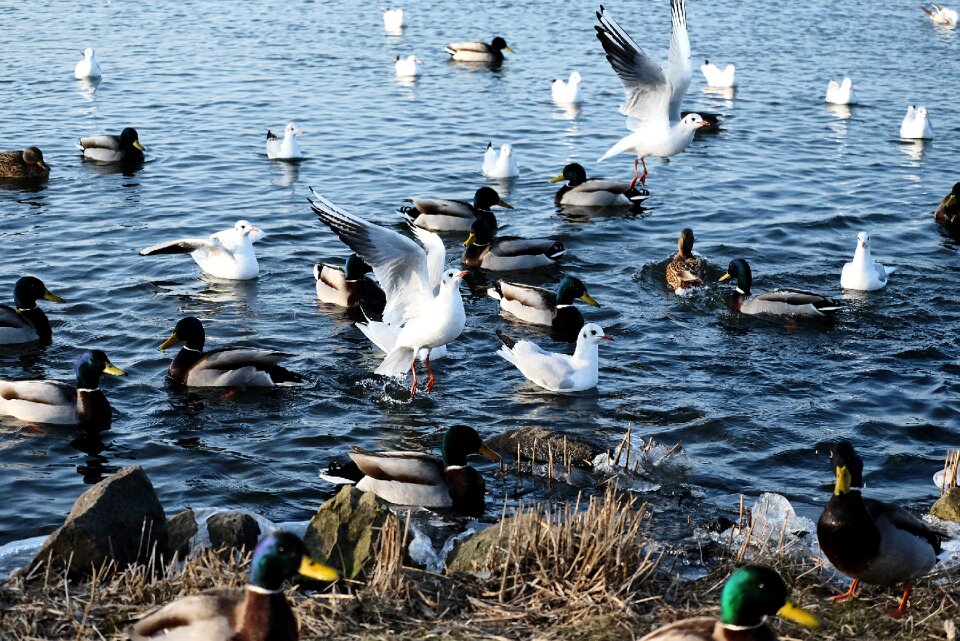 Eat feeding lake