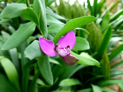 Plante vv6