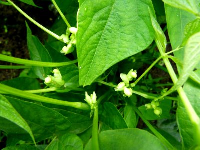 Plant de haricot