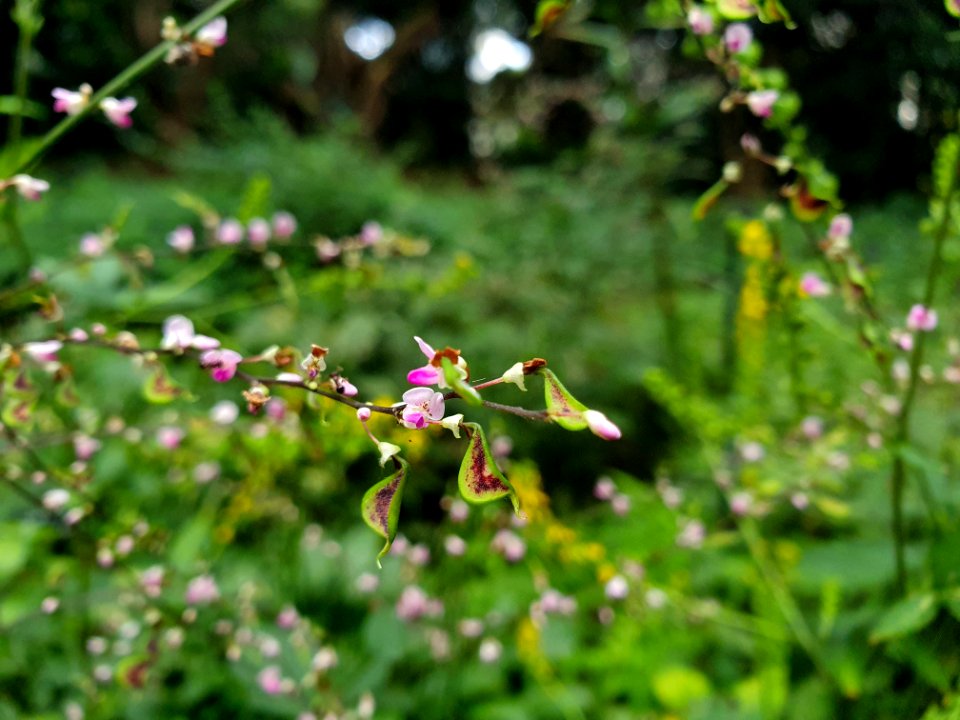 Plant in the forest at Institute for Nature Study 9