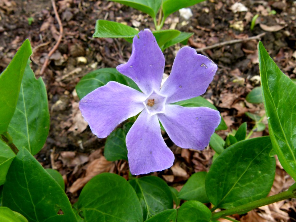 Plant in Normandy 2