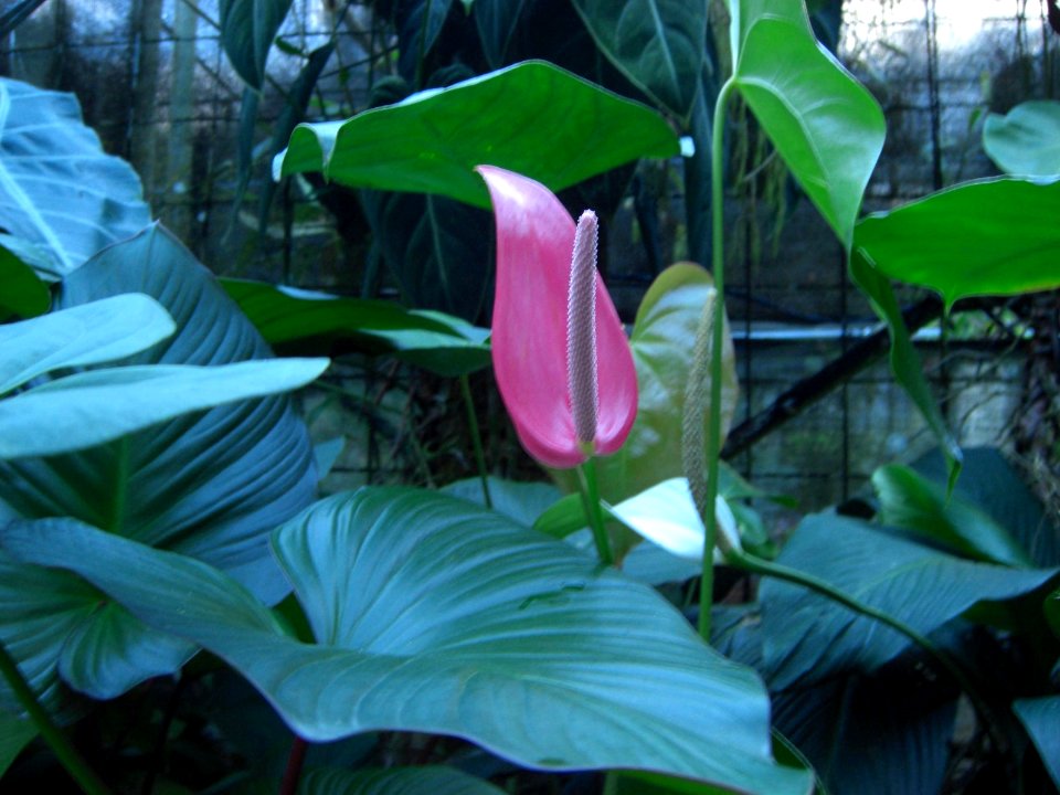 Plant 3b