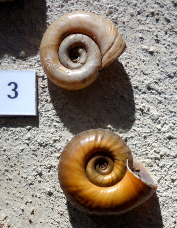 Planorbarius corneus - Senckenberg Naturhistorische Sammlungen Dresden - DSC08213