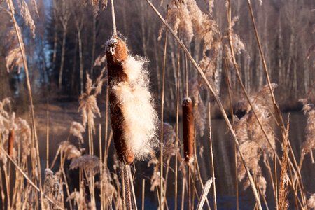 Seeds kanonenputzer schlotfeger