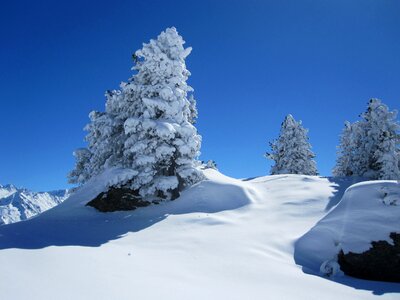 Wintry tree winter dream photo
