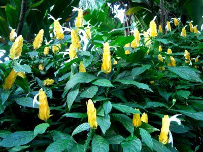 Plant 6b