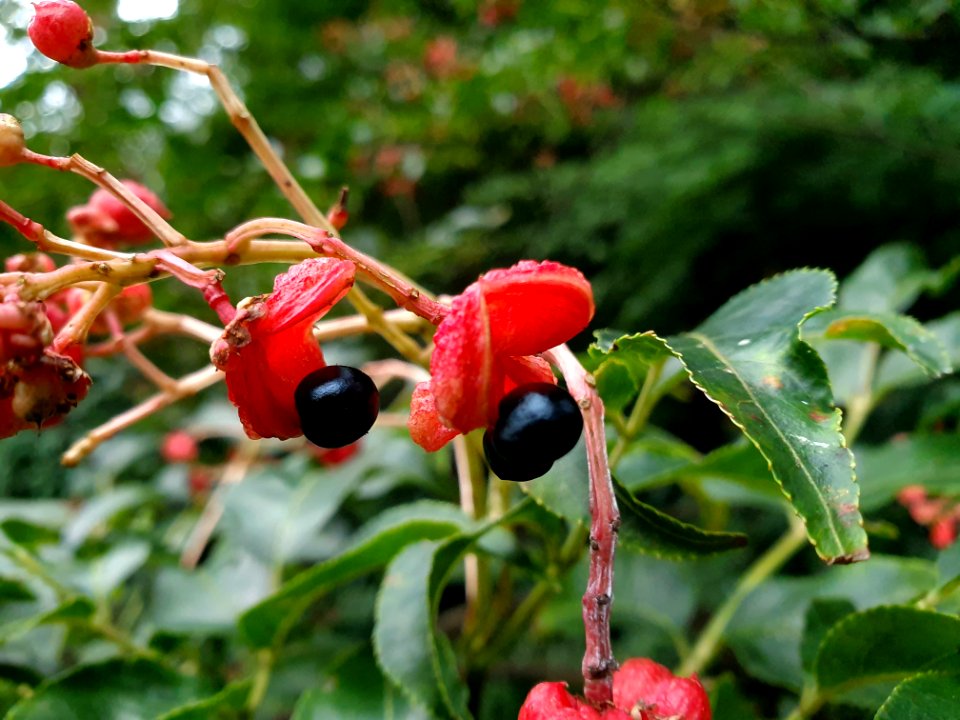 Plant in the forest at Institute for Nature Study 7