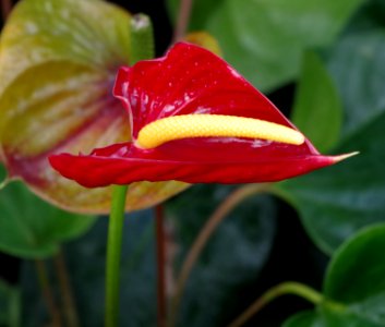 Plante des serres de Kew Gardens