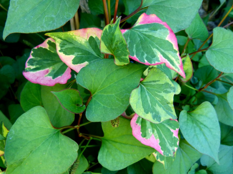 Plante aux Jardins de Bagatelle 13a
