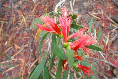 Plante rouge en WA