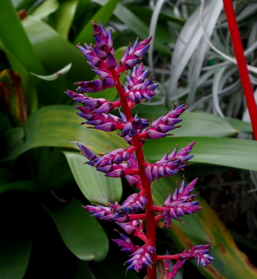 Plante serre de Kew Gardens