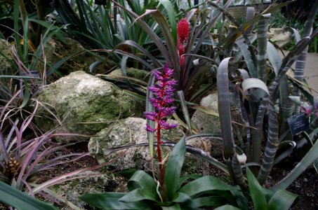 Plante serre de Kew Gardens 2