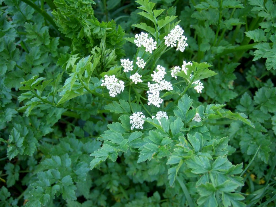 PlanteA-9