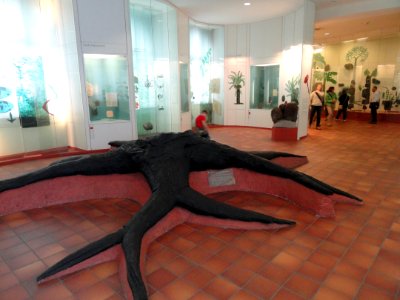 Plant exhibits - Naturmuseum Senckenberg - DSC02074