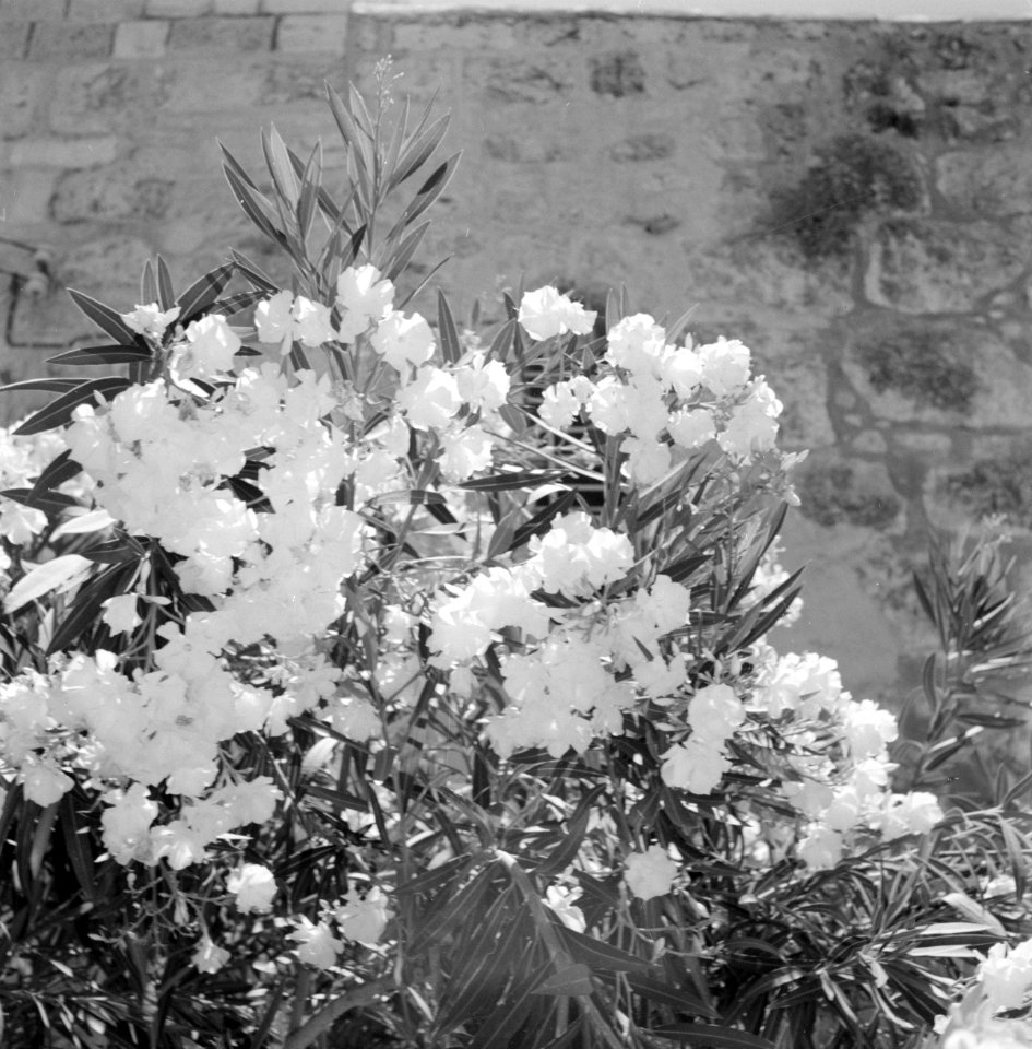 Plant in bloei in Ein Karem bij Jeruzalem, Bestanddeelnr 255-4309
