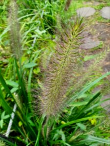 Plant in the forest at Institute for Nature Study 10