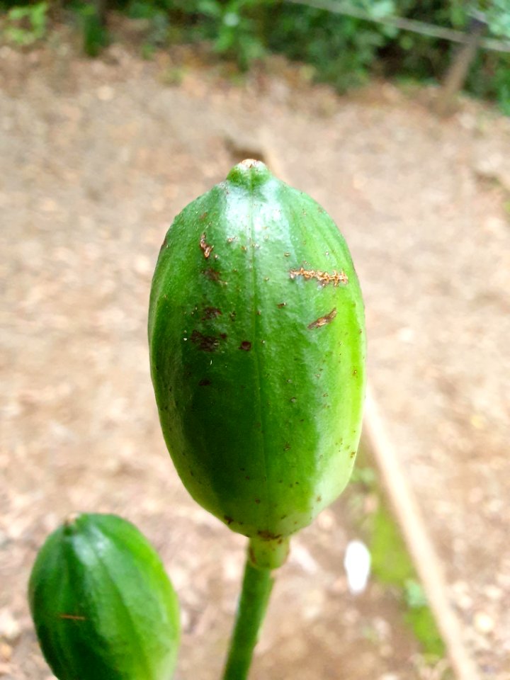 Plant in the forest at Institute for Nature Study